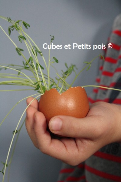 DIY Oeuf lentilles germées DIY Oeuf lentilles germées